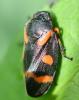 Cercopis intermedia